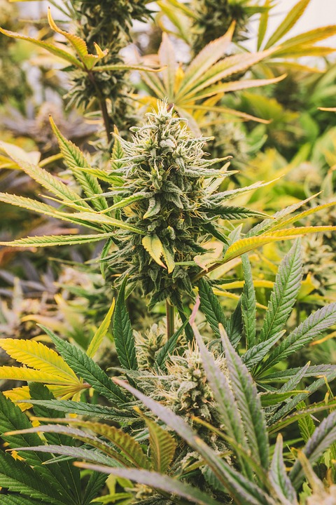 cbd,hemp,cannabis,marijuana